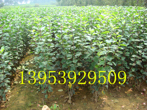临沂矮化苹果苗种植有什么优势?